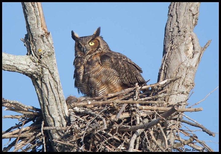 _2SB5915 great-horned owl on nest.jpg